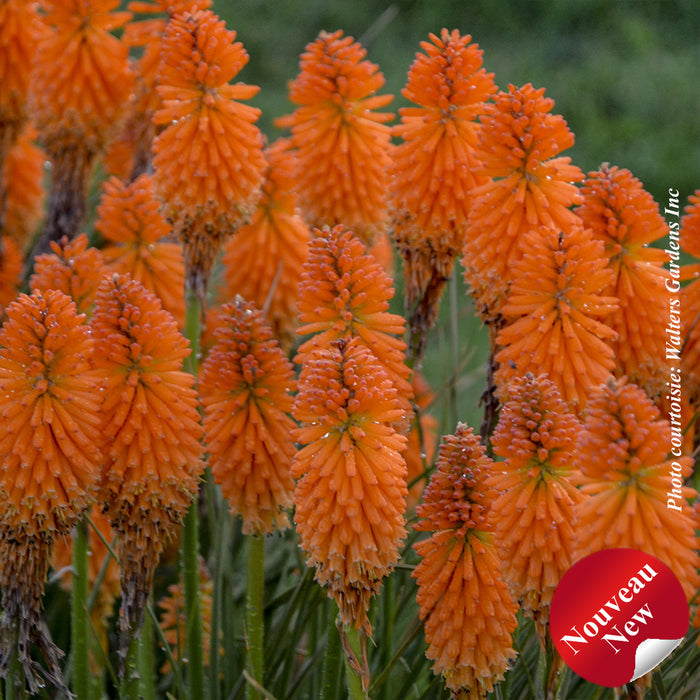 KNIPHOFIA - PYROMANIAA ORANGE BLAZE