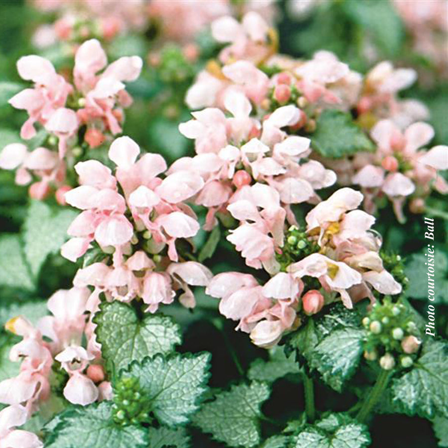 LAMIUM MACULATUM - PINK PEWTER
