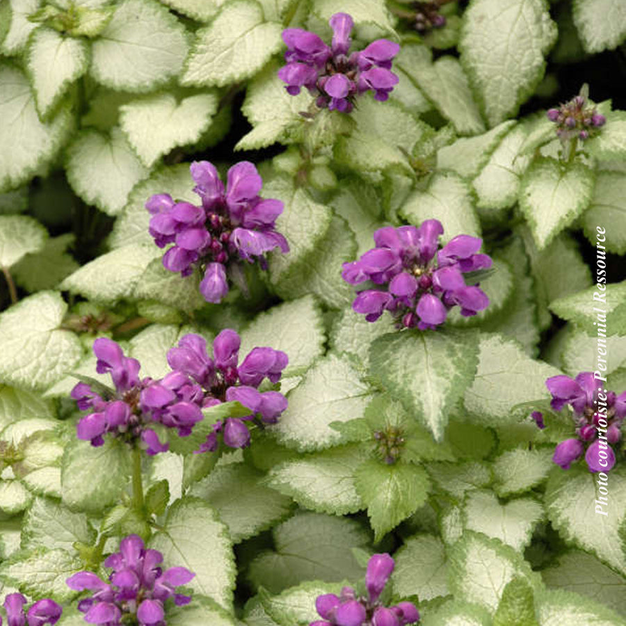 LAMIUM MACULATUM - PURPLE DRAGON