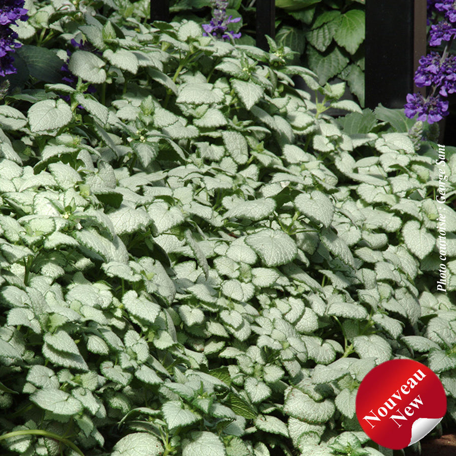 LAMIUM MACULATUM - WHITE NANCY