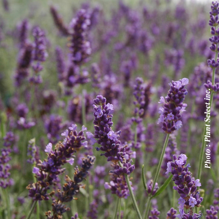 LAVANDULA - HIDCOTE BLUE