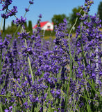 LAVANDULA ANGUSTIFOLIA - MUNSTEAD