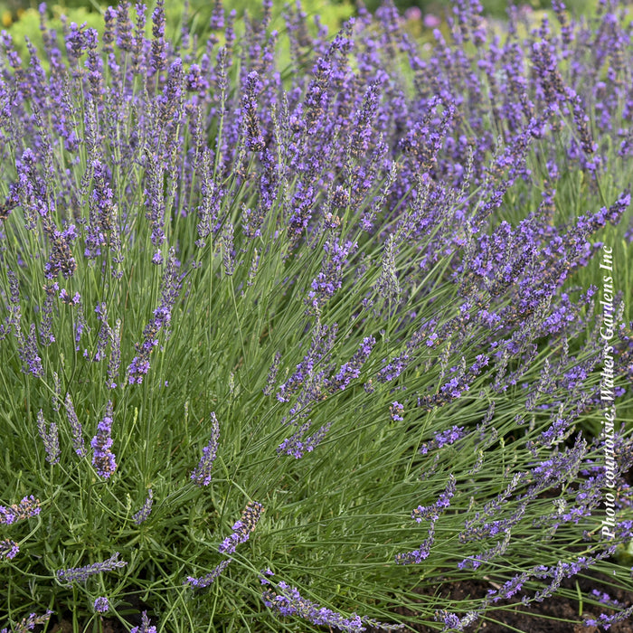 LAVANDULA - PHENOMENAL