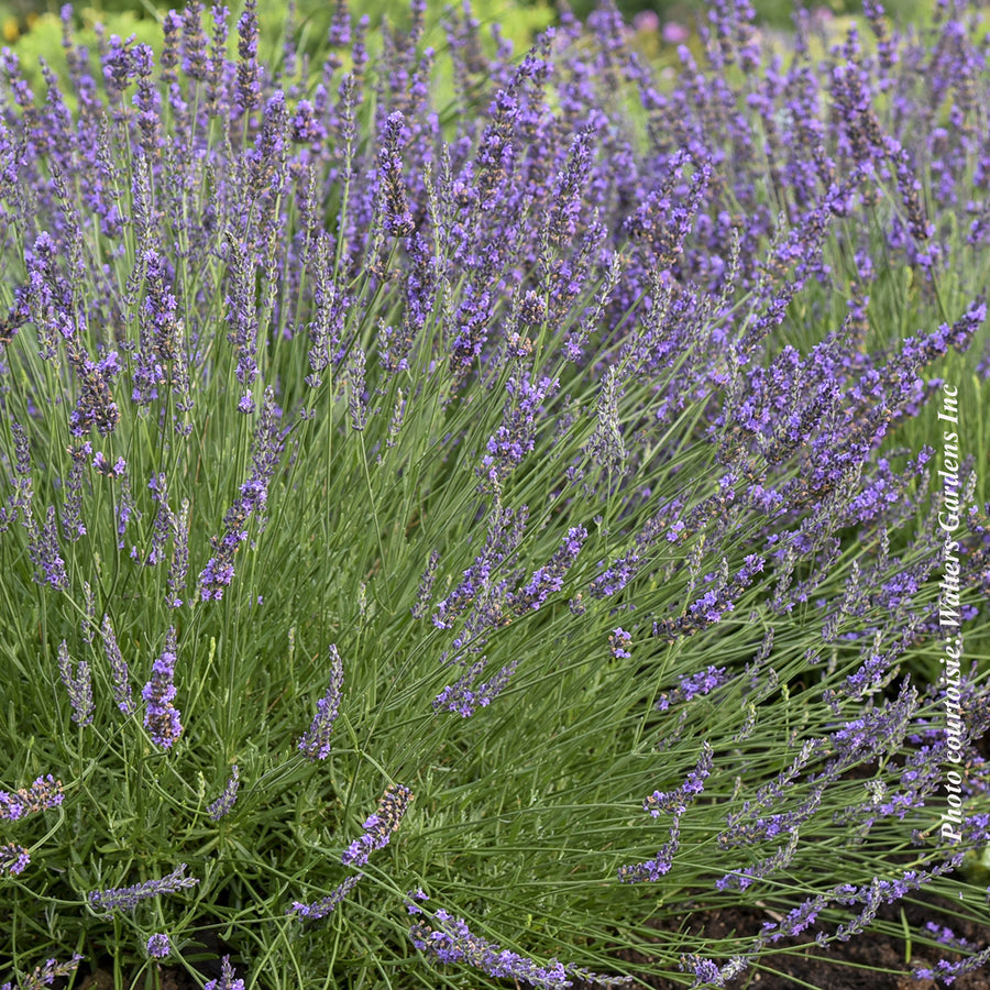 LAVANDULA - PHENOMENAL