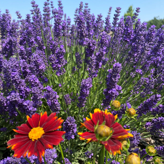 LAVANDULA - SUPER BLUE