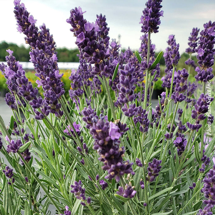 LAVANDULA ANGUSTIFOLIA - SUPER BLUE
