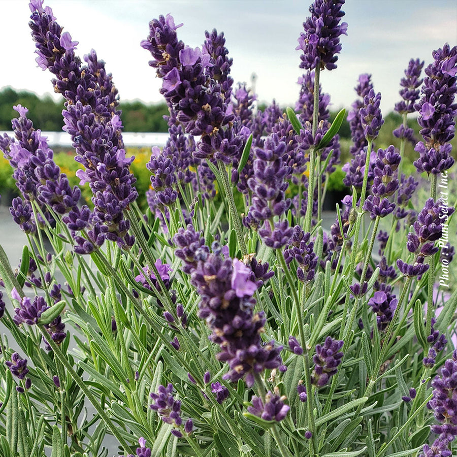 LAVANDULA ANGUSTIFOLIA - SUPER BLUE
