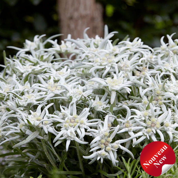 LEONTOPODIUM - BLOSSOM OF SNOW