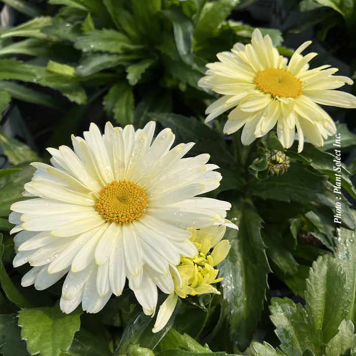 LEUCANTHEMUM AMAZING DAISIES® - BANANA CREAM II