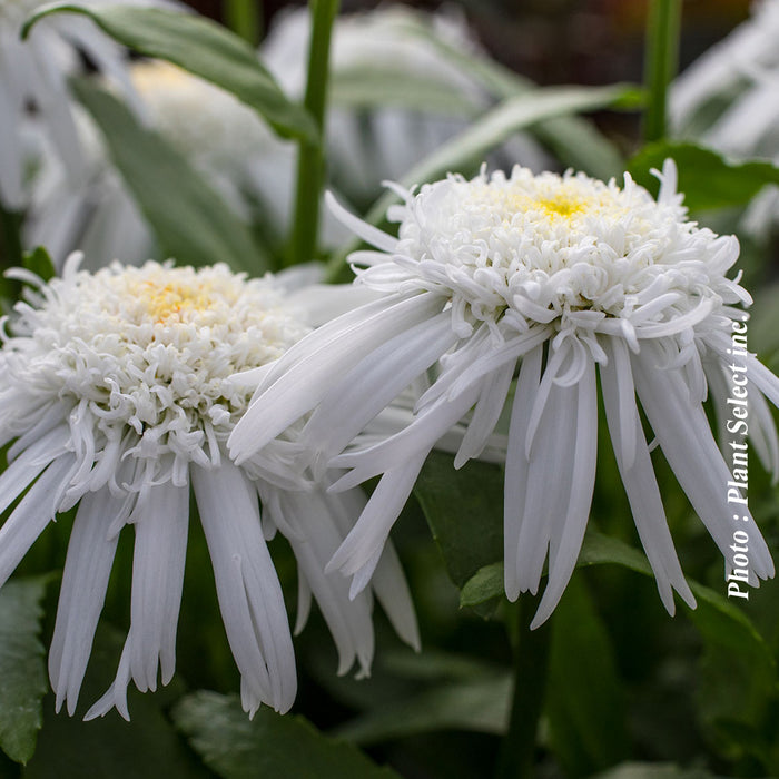 LEUCANTHEMUM - CARPET ANGEL DAISY