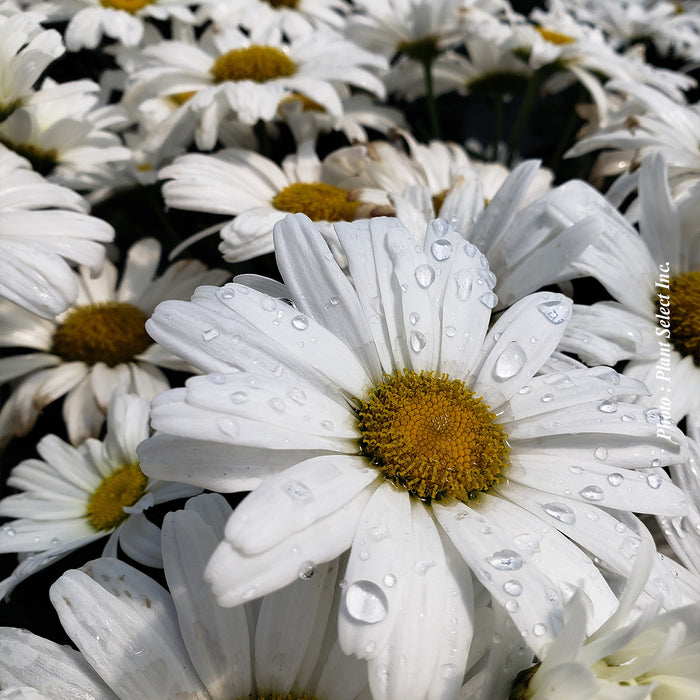 LEUCANTHEMUM AMAZING DAISIES - DAISY MAY