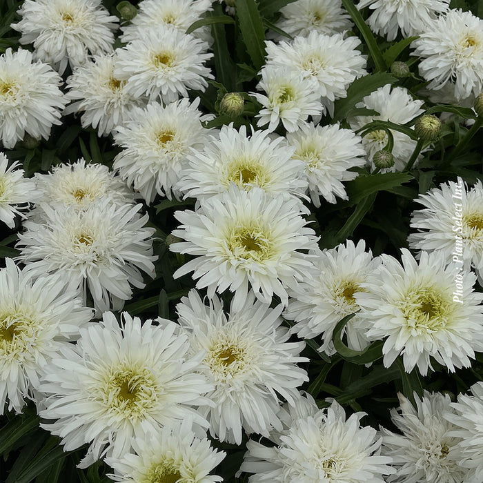 LEUCANTHEMUM AMAZING DAISIES - MARSHMALLOW
