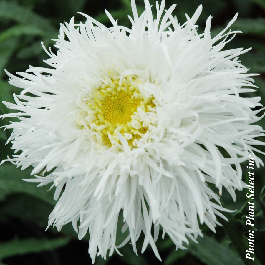 LEUCANTHEMUM - AGLAIA