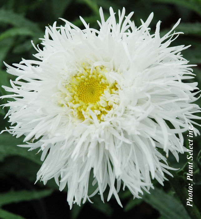 LEUCANTHEMUM - AGLAIA
