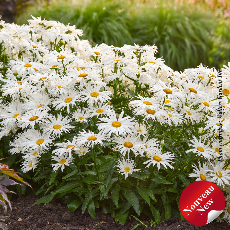 LEUCANTHEMUM AMAZING DAISIES - SPUN SILK