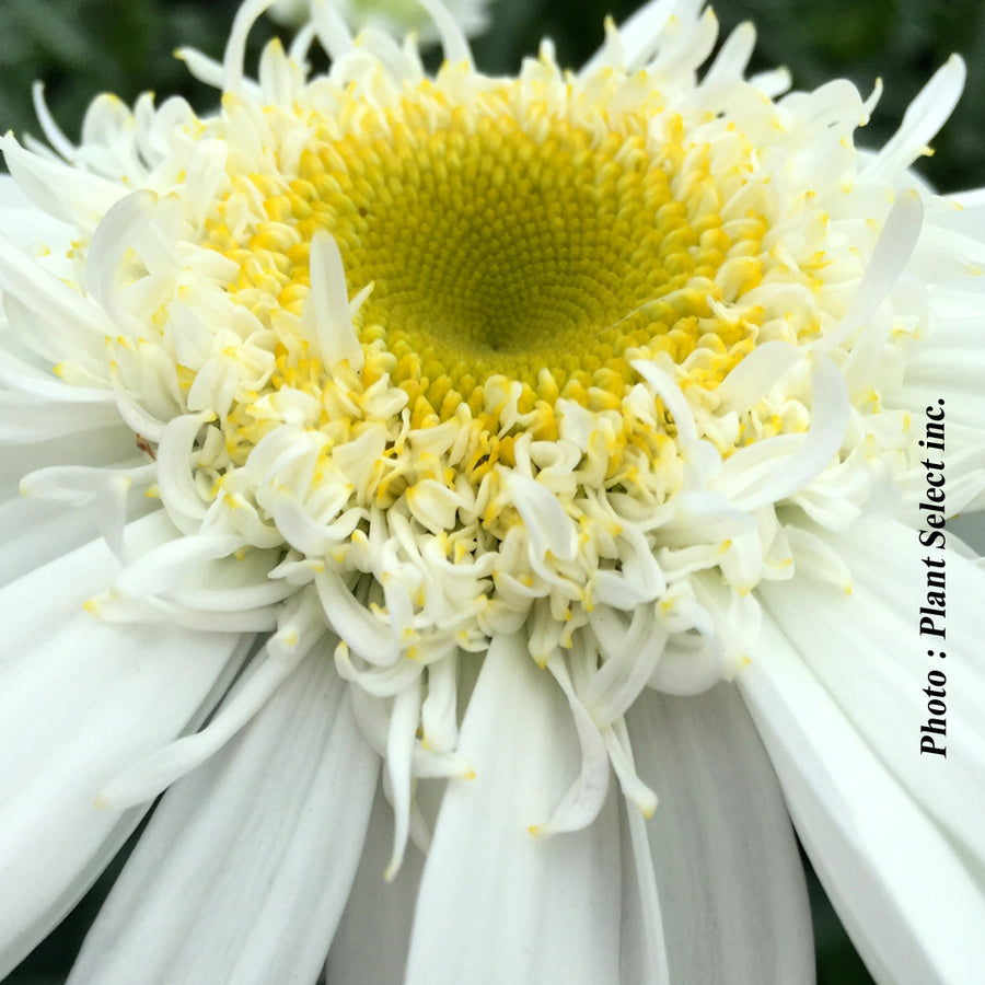 LEUCANTHEMUM SWEET DAISY - BIRDY