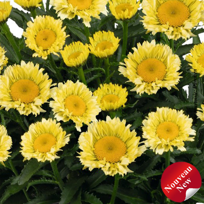 LEUCANTHEMUM SWEET DAISY™ - IZABEL