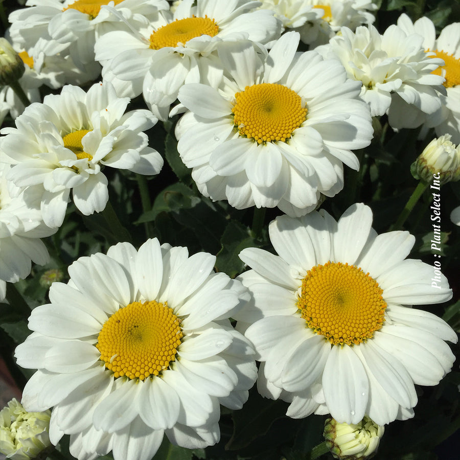 LEUCANTHEMUM - BETSY