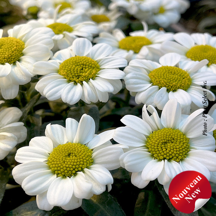 LEUCANTHEMUM SWEET DAISY™ - SHELLY