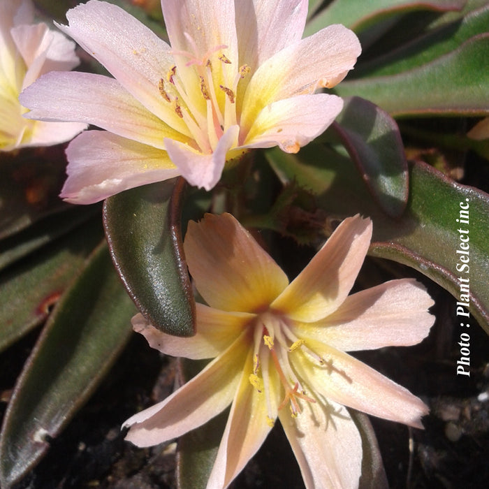 LEWISIA - LITTLE PEACH