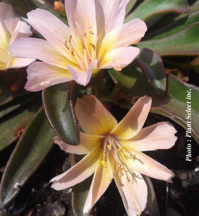 LEWISIA - LITTLE PEACH