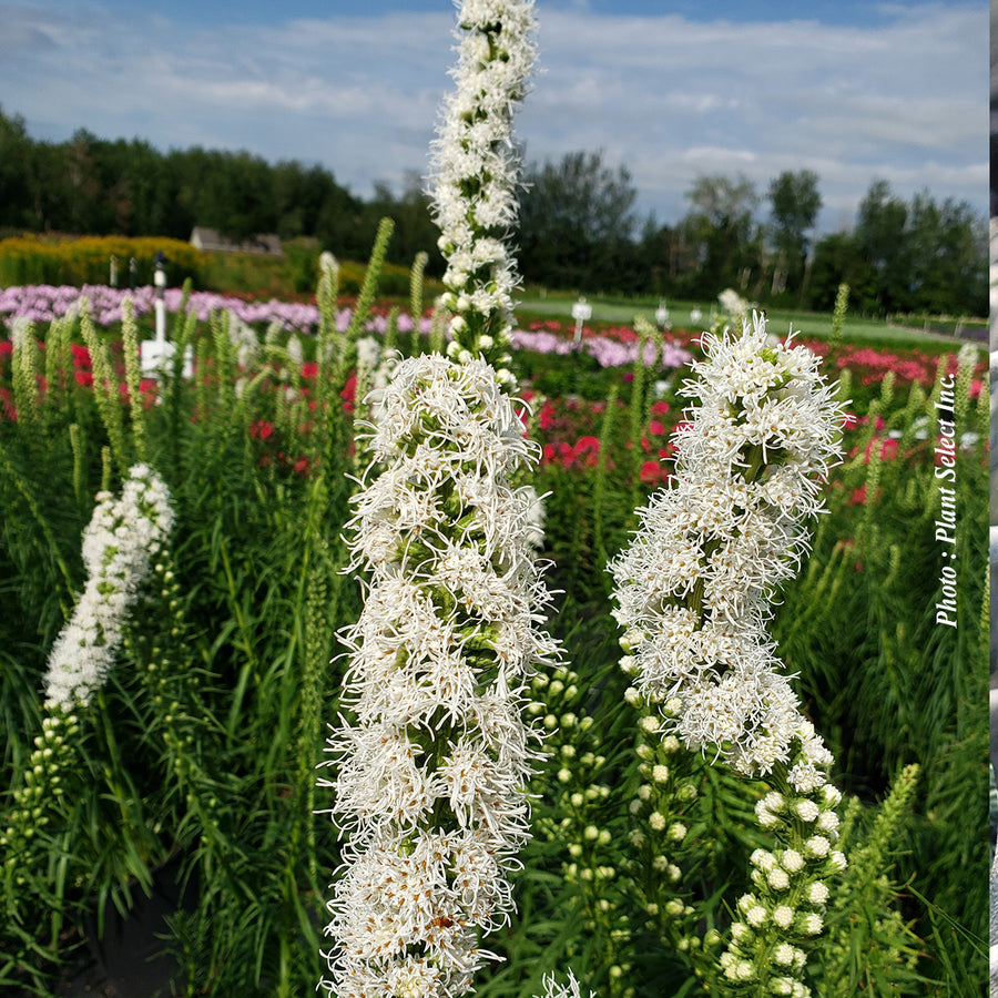LIATRIS SPICATA - FLORISTANT WHITE