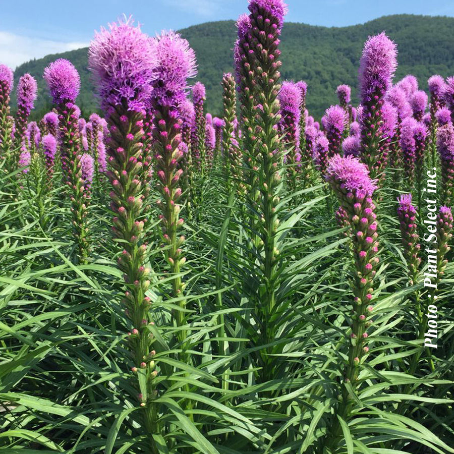 LIATRIS SPICATA - KOBOLD