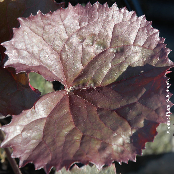 LIGULARIA DENTATA - BRITT-MARIE CRAWFORD