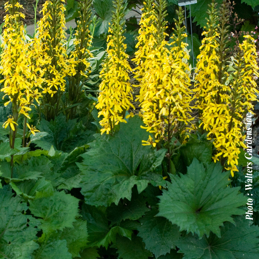 LIGULARIA - BOTTLE ROCKET