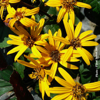 LIGULARIA DENTATA - OTHELLO