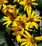 LIGULARIA DENTATA - OTHELLO