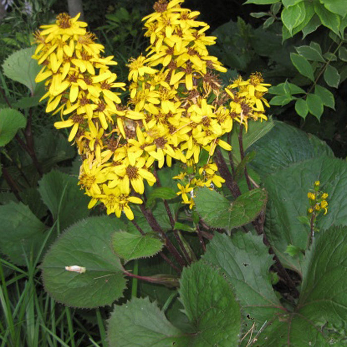 LIGULARIA - LITTLE LANTERN