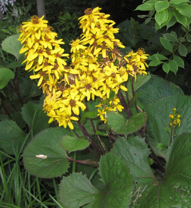 LIGULARIA - LITTLE LANTERN