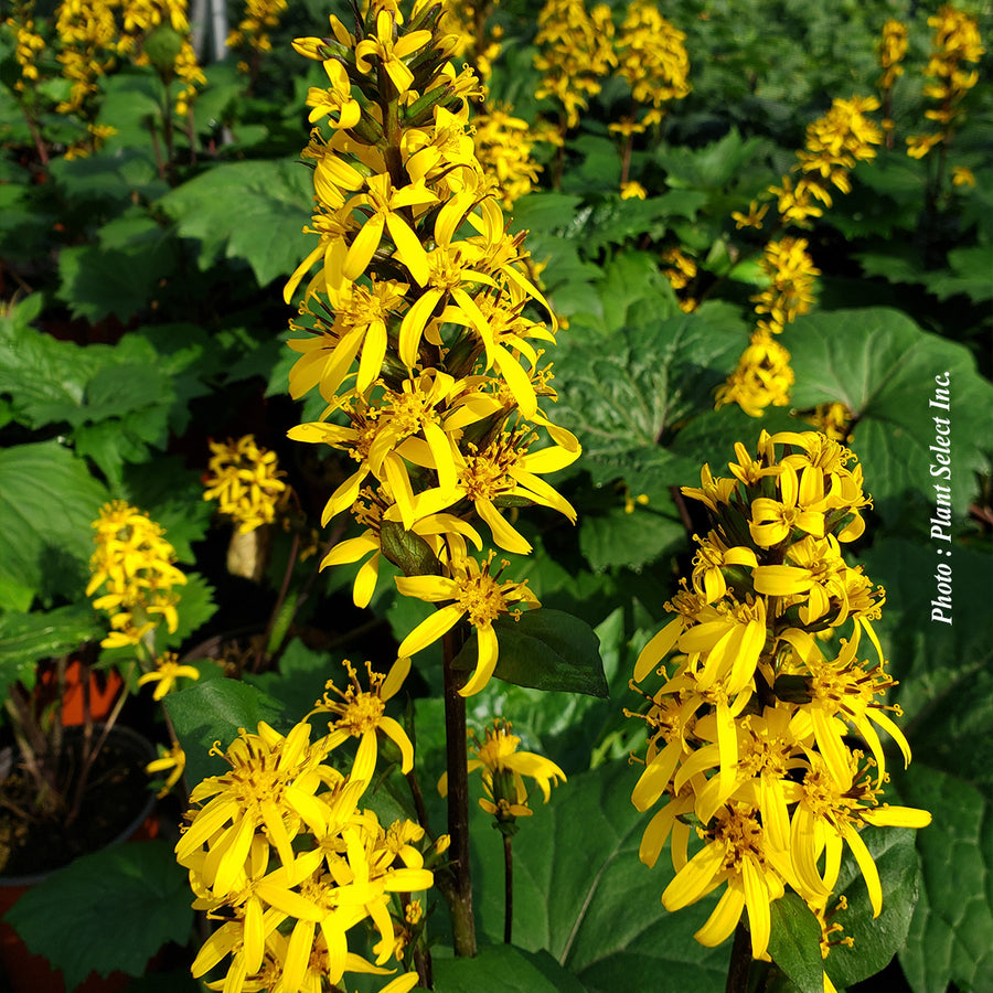 LIGULARIA - LITTLE ROCKET