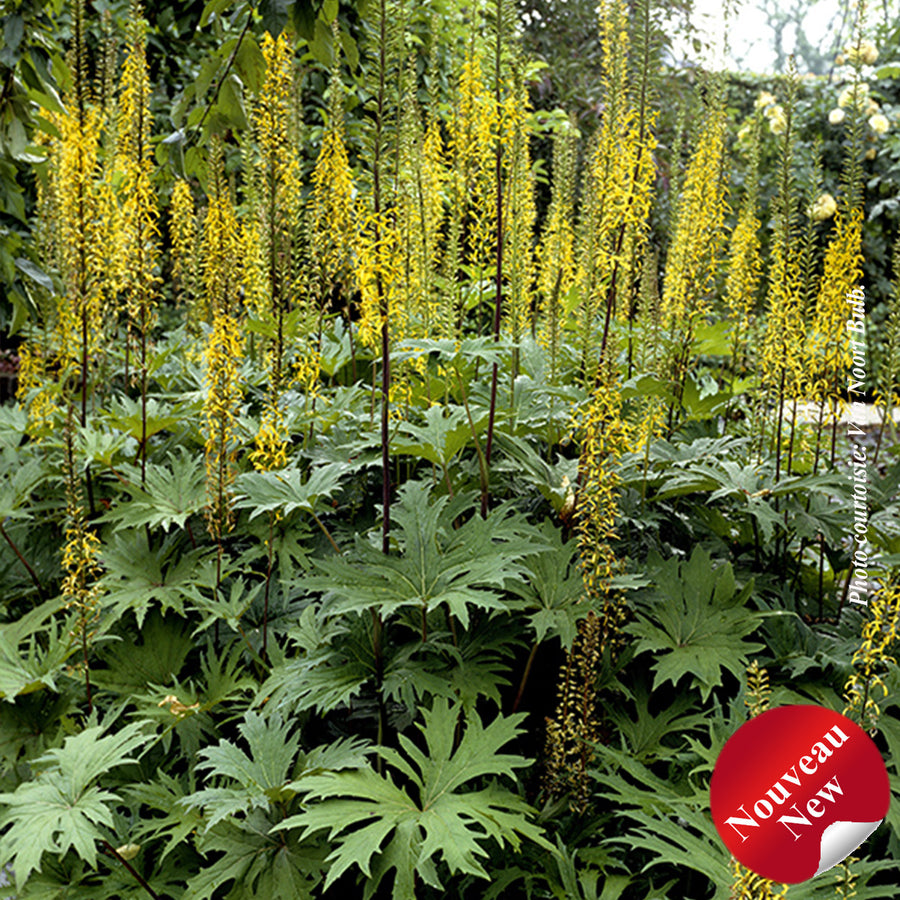 LIGULARIA - PRZEWALSKII