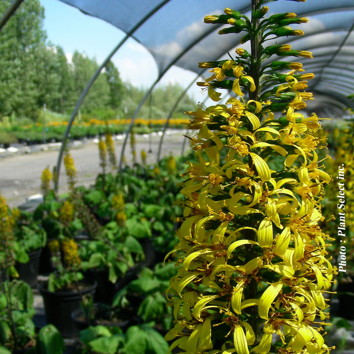 LIGULARIA STENOCEPHALA - THE ROCKET