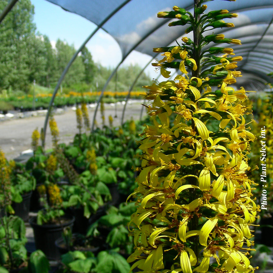 LIGULARIA STENOCEPHALA - THE ROCKET