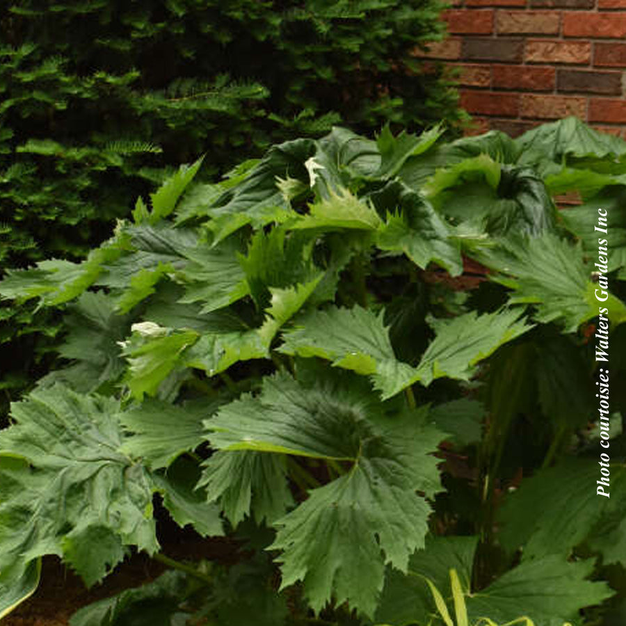 LIGULARIA - BIG GREEN TRACTOR