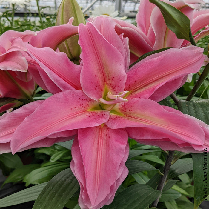 LILIUM ROSELILY - SARA