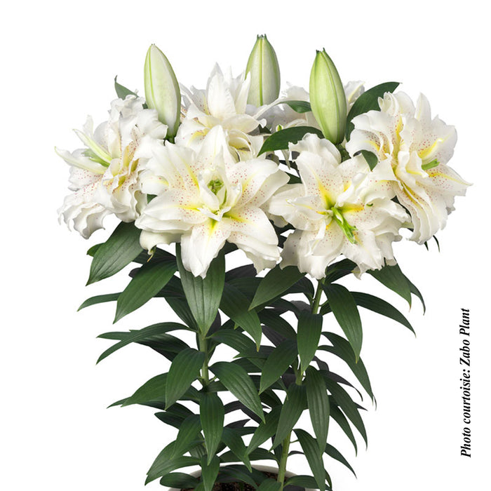 LILIUM ROSELILY - SITA