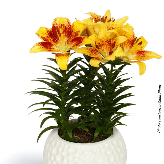 LILIUM LILY LOOKS - TINY NUGGET