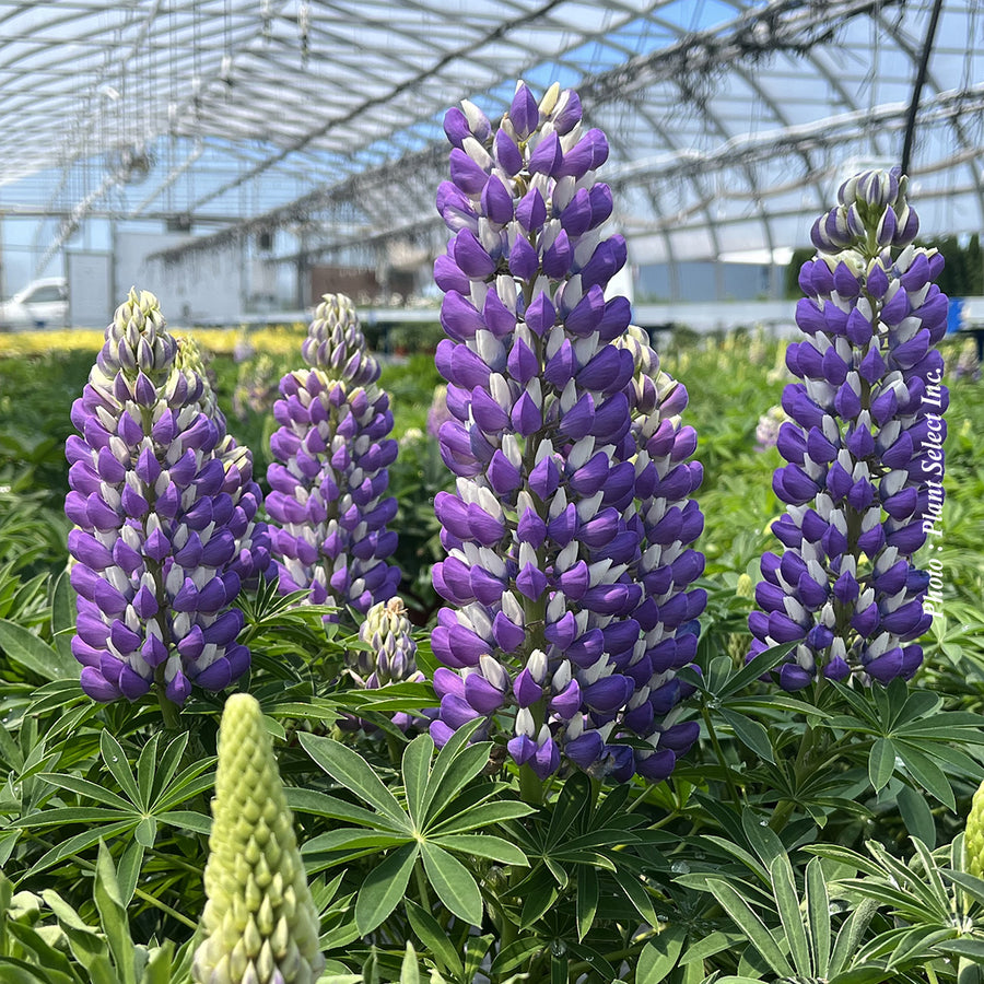 LUPINUS MINI GALLERY™ - BLUE BICOLOR