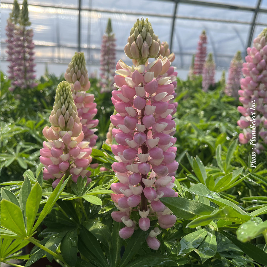 LUPINUS MINI GALLERY™ - PINK BICOLOR