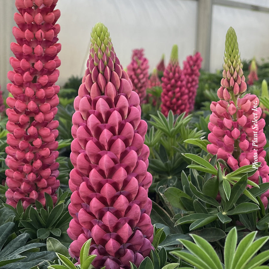 LUPINUS POLYPHYLLUS MINI GALLERY™ RED