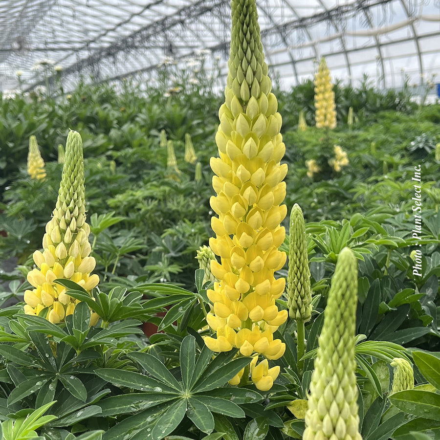 LUPINUS POLYPHYLLUS MINI GALLERY™ YELLOW
