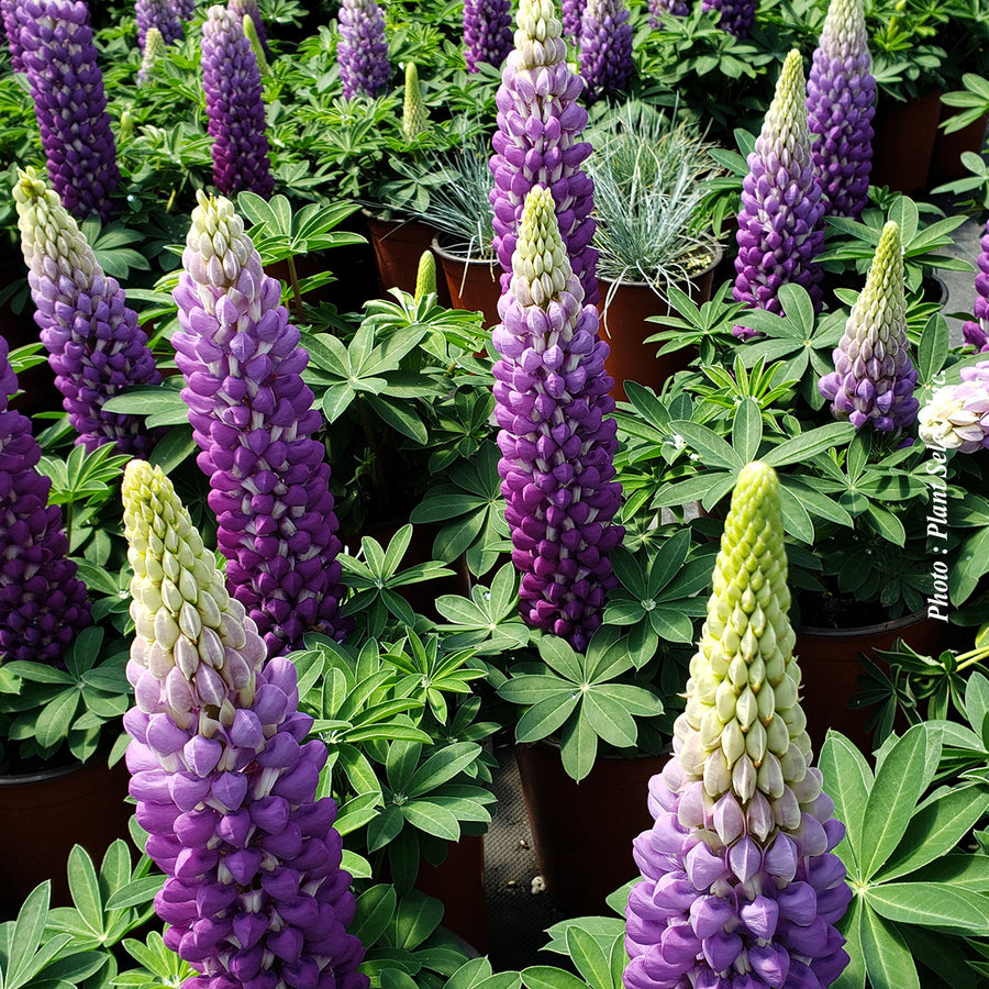LUPINUS WESTCOUNTRY - PERSIAN SLIPPER