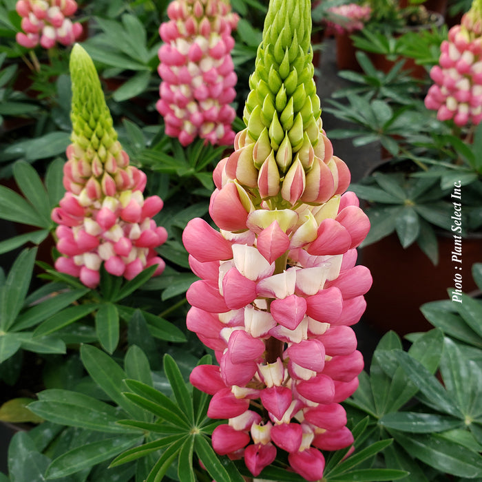 LUPINUS WESTCOUNTRY - RACHEL DE THAME