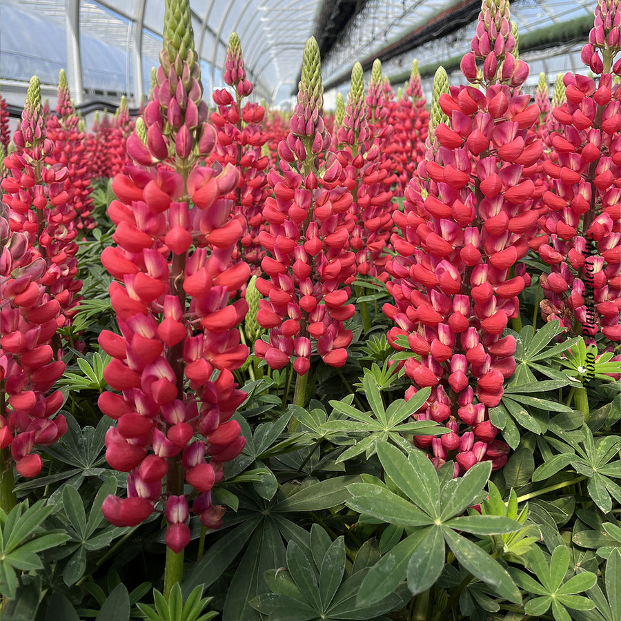 LUPINUS WESTCOUNTRY - RED RUM