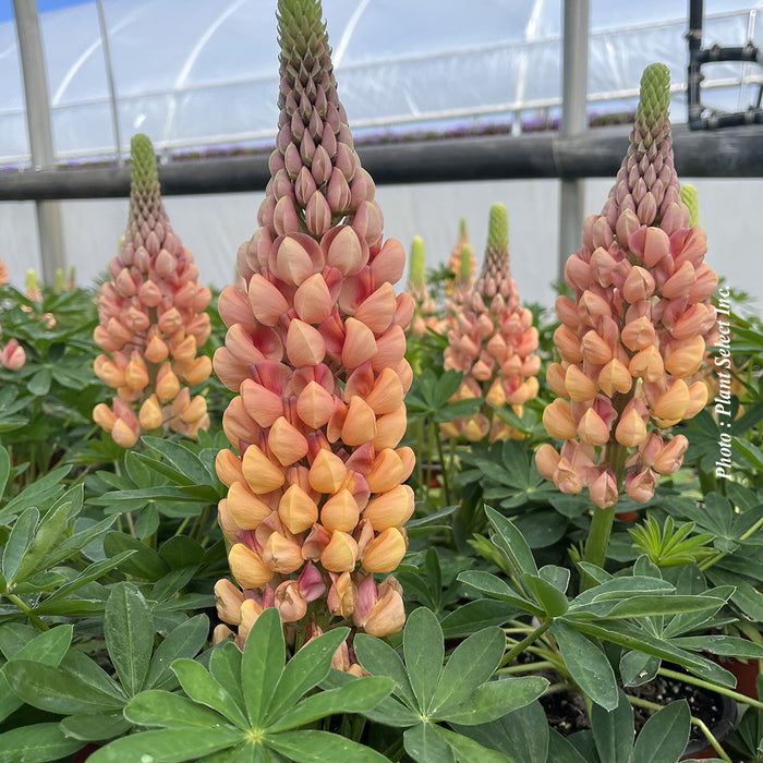 LUPINUS WESTCOUNTRY™ SALMON STAR