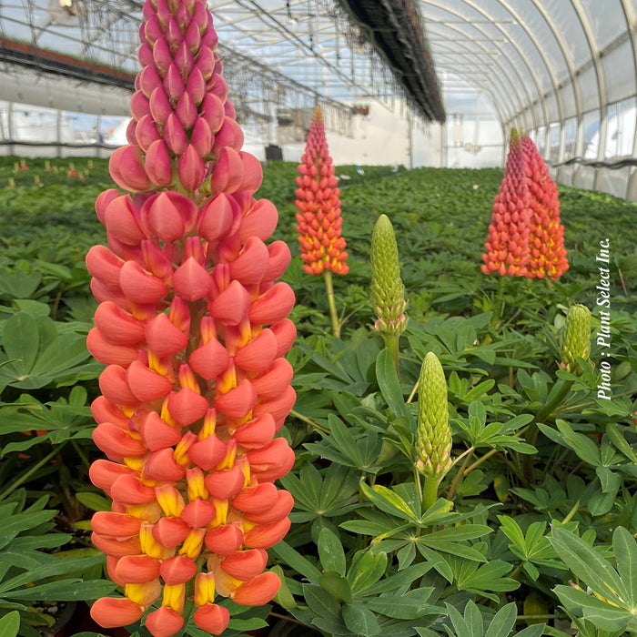 LUPINUS WESTCOUNTRYA - TEQUILA FLAME